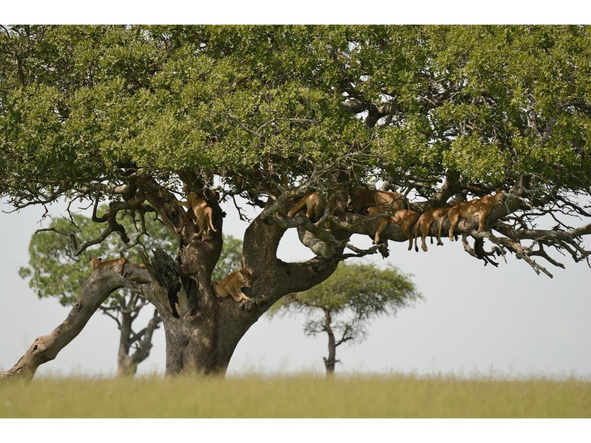 Ikoma Bush Camp Robanda Buitenkant foto
